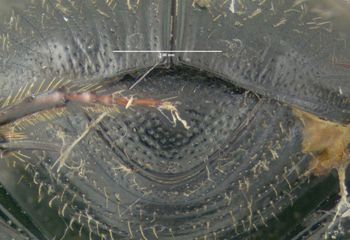 Media type: image;   Entomology 602108 Aspect: pygidium